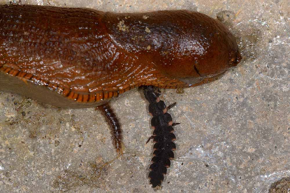 Lucciole predatrici:  Lampyris noctiluca